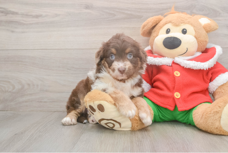 Sweet Mini Aussiedoodle Baby
