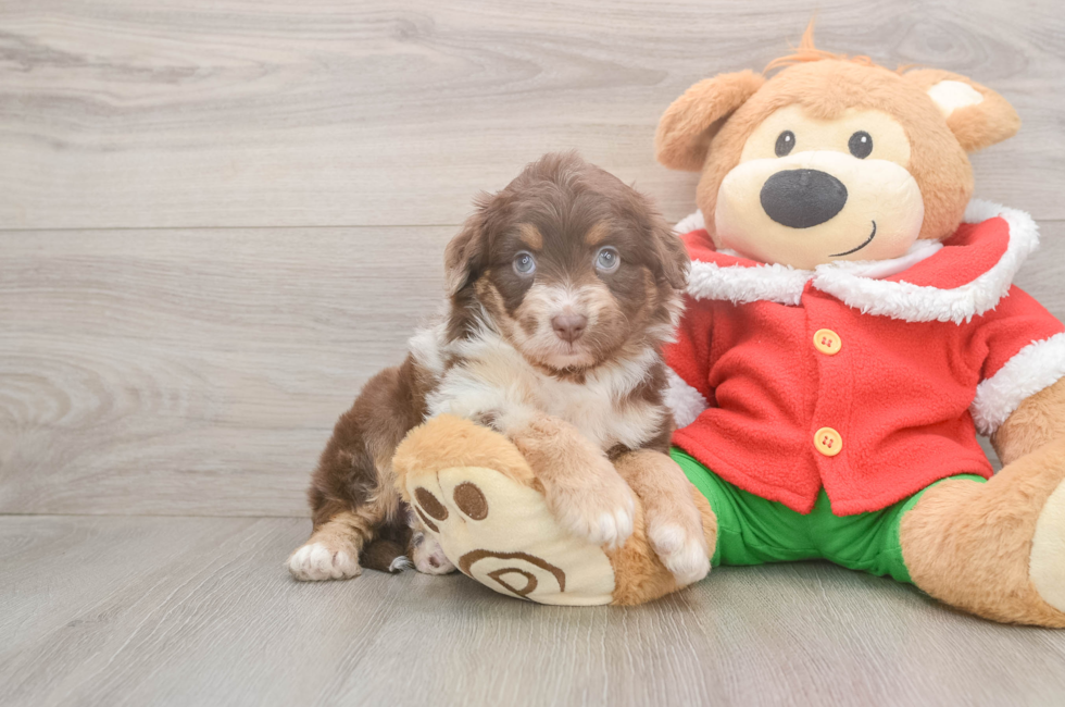 5 week old Mini Aussiedoodle Puppy For Sale - Simply Southern Pups
