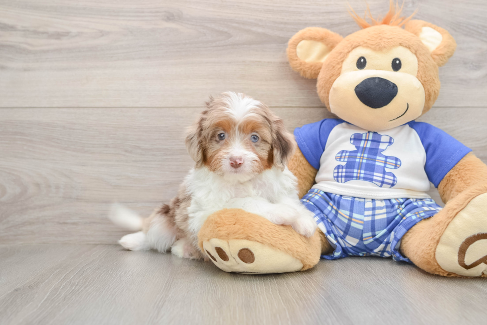 Mini Aussiedoodle Puppy for Adoption