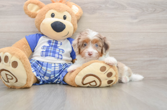 Happy Mini Aussiedoodle Baby