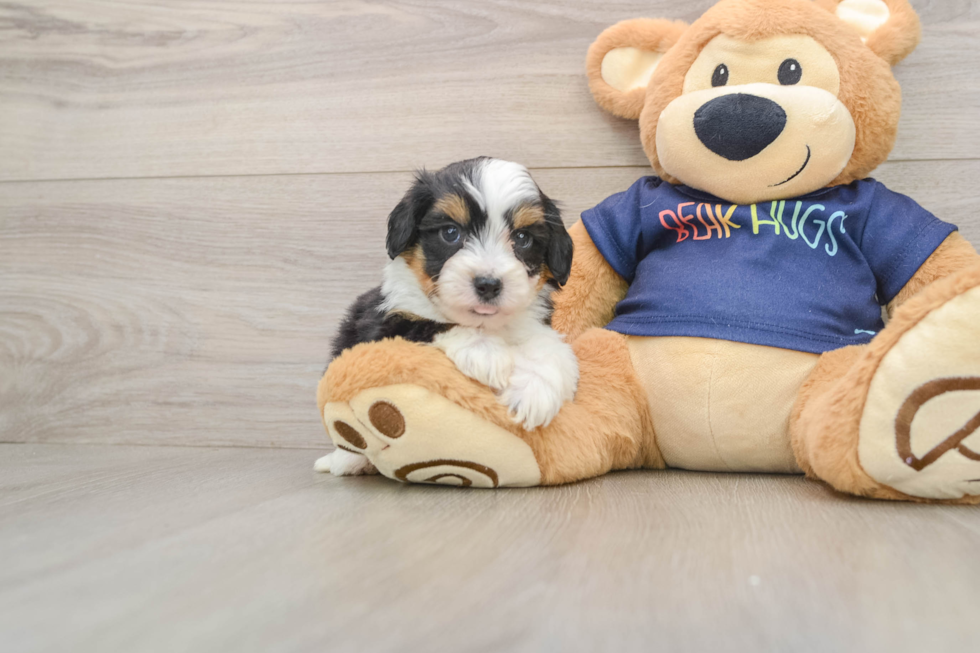 Best Mini Aussiedoodle Baby