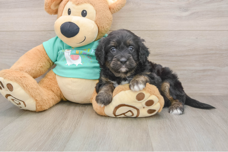 Best Mini Aussiedoodle Baby