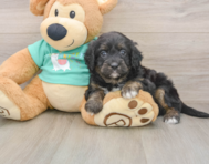 7 week old Mini Aussiedoodle Puppy For Sale - Simply Southern Pups