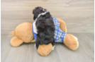 Adorable Aussiepoo Poodle Mix Puppy