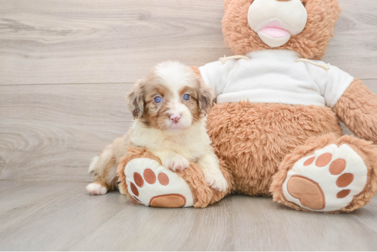 Mini Aussiedoodle Puppy for Adoption