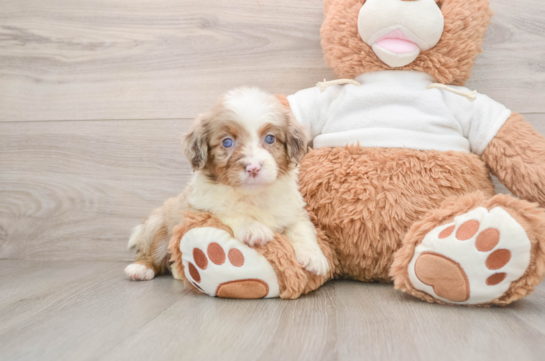 Mini Aussiedoodle Puppy for Adoption