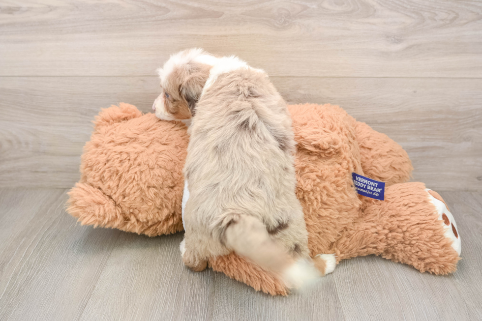 Mini Aussiedoodle Pup Being Cute