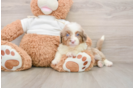 Happy Mini Aussiedoodle Baby