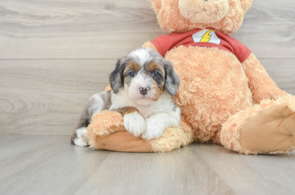 6 week old Mini Aussiedoodle Puppy For Sale - Simply Southern Pups