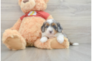 Mini Aussiedoodle Pup Being Cute