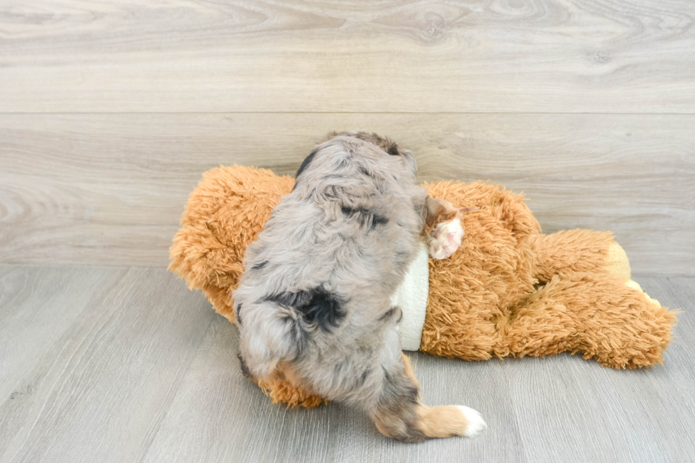 Friendly Mini Aussiedoodle Baby