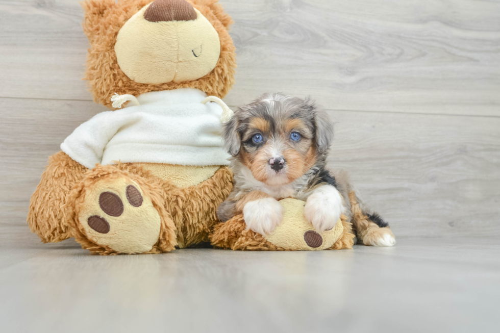 Little Mini Aussiepoo Poodle Mix Puppy