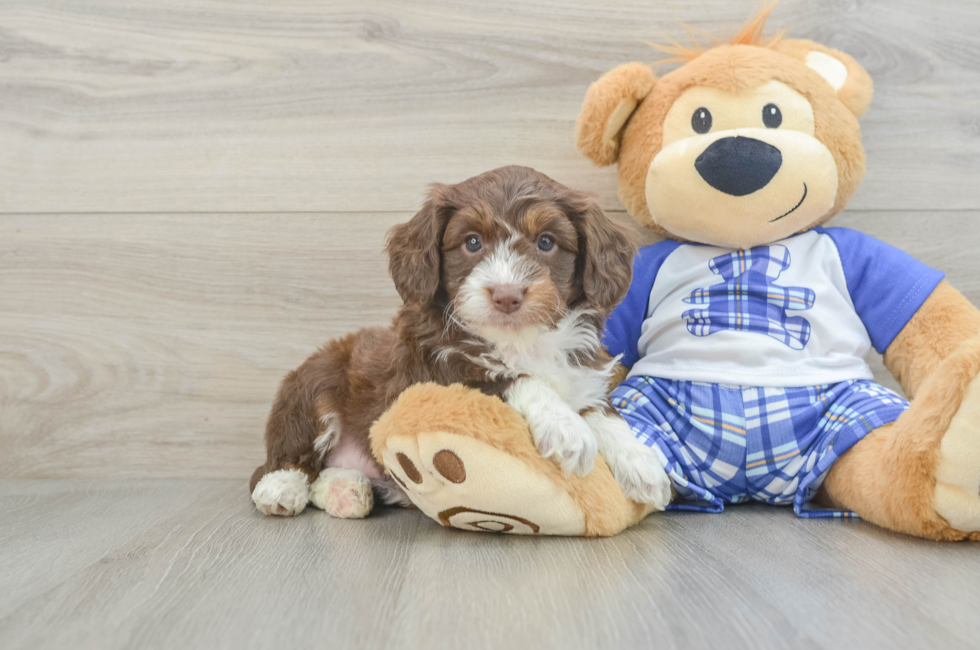 6 week old Mini Aussiedoodle Puppy For Sale - Simply Southern Pups