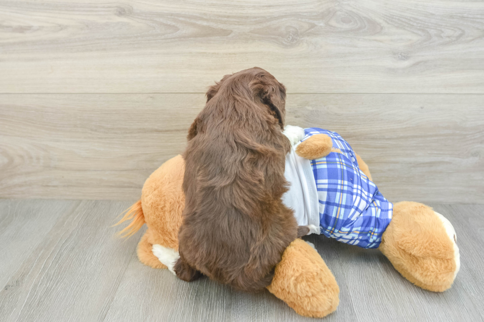 Fluffy Mini Aussiedoodle Poodle Mix Pup