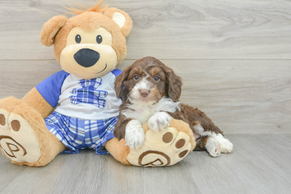 Mini Aussiedoodle Pup Being Cute