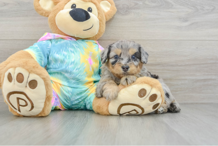 Friendly Mini Aussiedoodle Baby