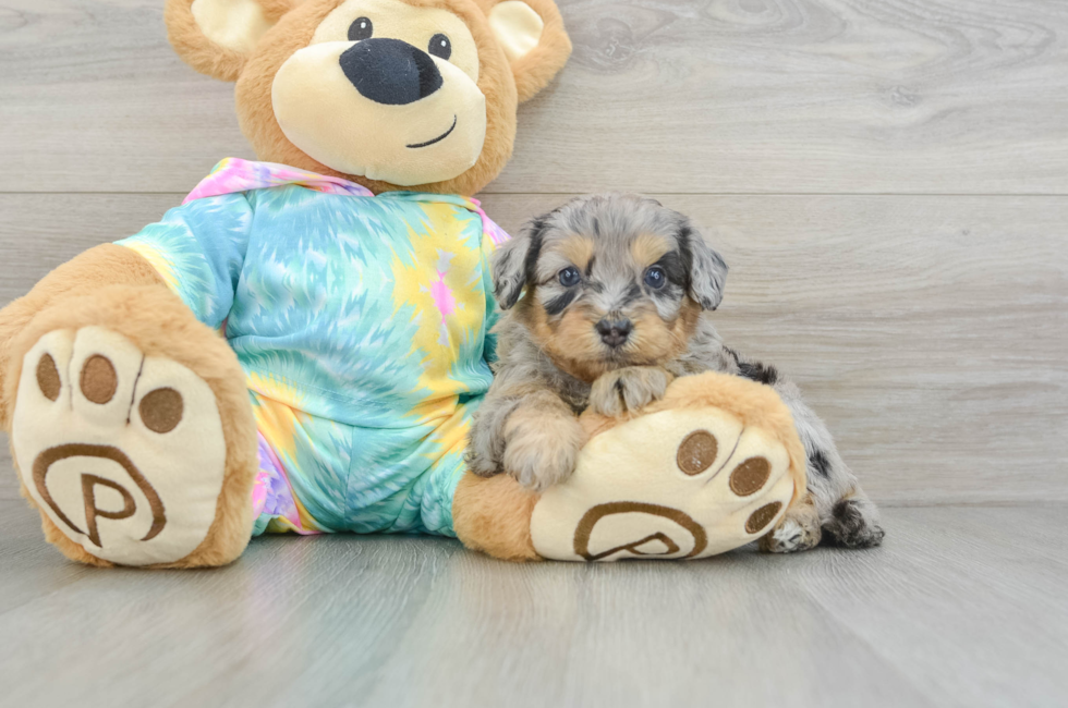 5 week old Mini Aussiedoodle Puppy For Sale - Simply Southern Pups