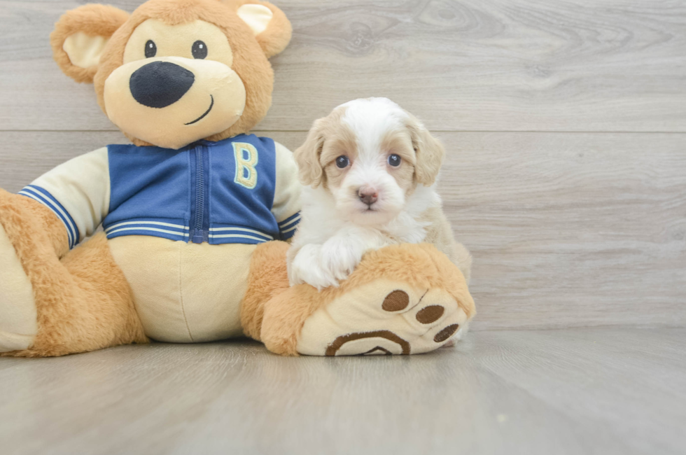 5 week old Mini Aussiedoodle Puppy For Sale - Simply Southern Pups
