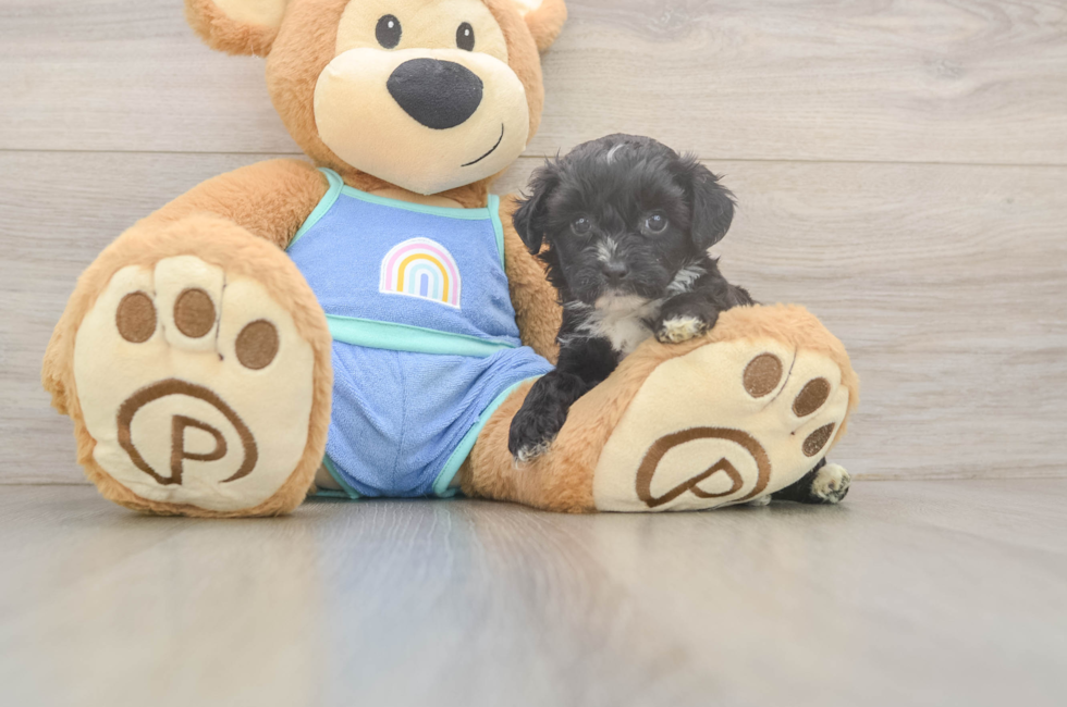 5 week old Mini Aussiedoodle Puppy For Sale - Simply Southern Pups