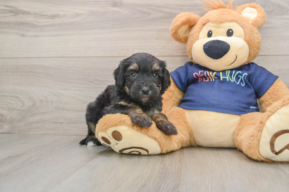 Small Mini Aussiedoodle Baby