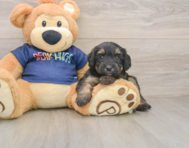 8 week old Mini Aussiedoodle Puppy For Sale - Simply Southern Pups