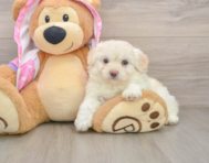 7 week old Mini Aussiedoodle Puppy For Sale - Simply Southern Pups