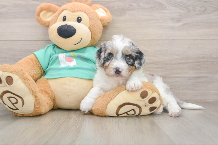 Best Mini Aussiedoodle Baby