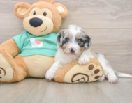 7 week old Mini Aussiedoodle Puppy For Sale - Simply Southern Pups