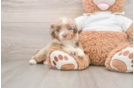 Fluffy Mini Aussiedoodle Poodle Mix Pup
