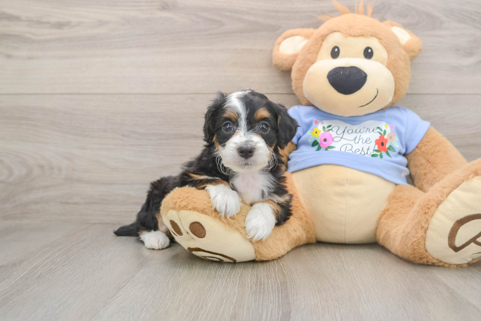 Mini Aussiedoodle Pup Being Cute
