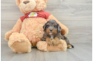 Mini Aussiedoodle Puppy for Adoption