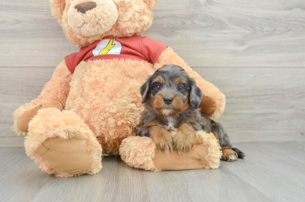 6 week old Mini Aussiedoodle Puppy For Sale - Simply Southern Pups