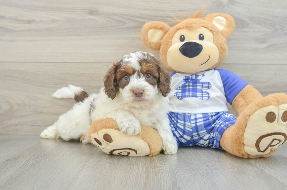 6 week old Mini Aussiedoodle Puppy For Sale - Simply Southern Pups