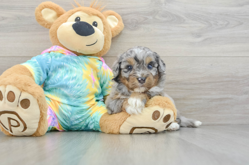 5 week old Mini Aussiedoodle Puppy For Sale - Simply Southern Pups