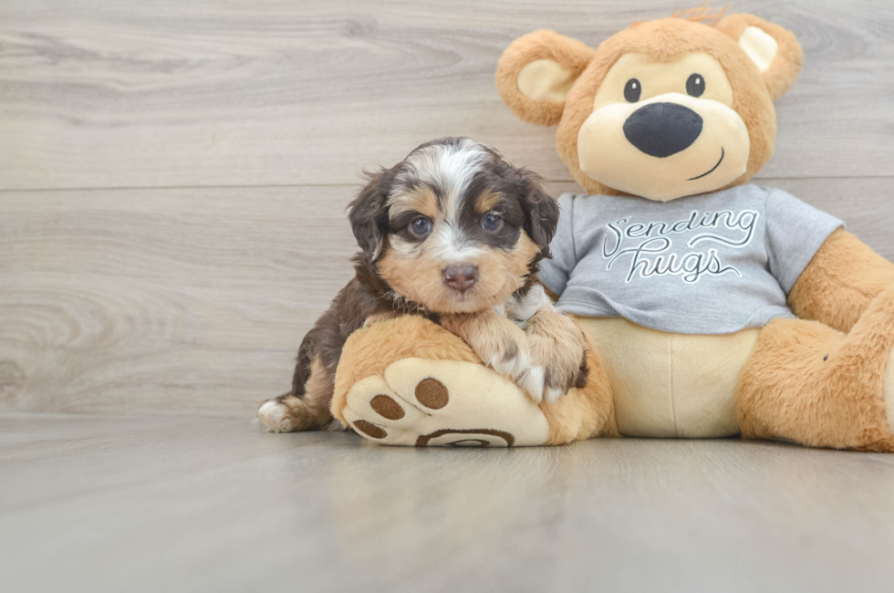 5 week old Mini Aussiedoodle Puppy For Sale - Simply Southern Pups