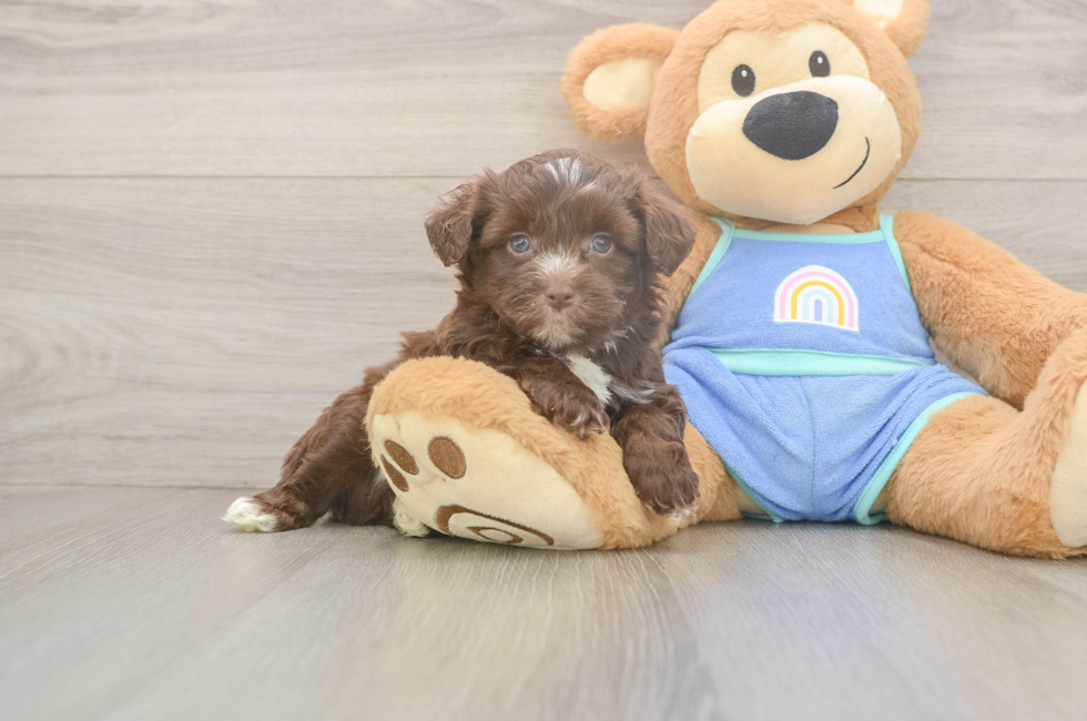 5 week old Mini Aussiedoodle Puppy For Sale - Simply Southern Pups