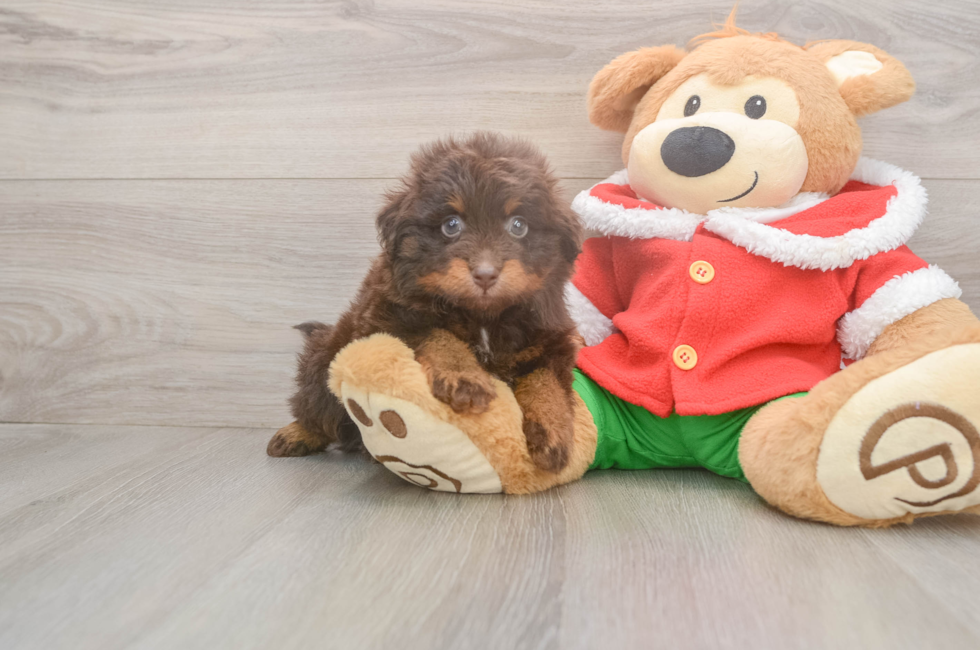 5 week old Mini Aussiedoodle Puppy For Sale - Simply Southern Pups