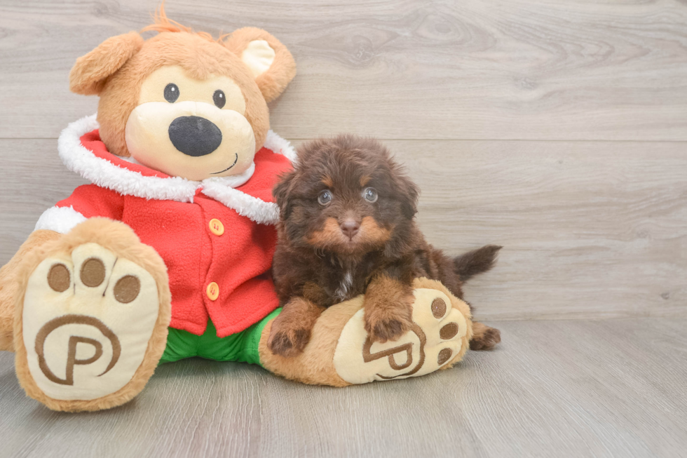 Small Mini Aussiedoodle Baby