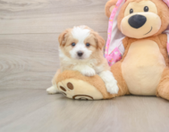 7 week old Mini Aussiedoodle Puppy For Sale - Simply Southern Pups