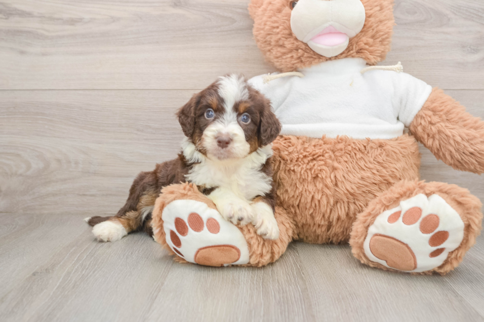 Mini Aussiedoodle Puppy for Adoption