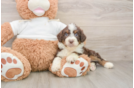 Mini Aussiedoodle Puppy for Adoption