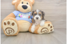 Little Aussiepoo Poodle Mix Puppy