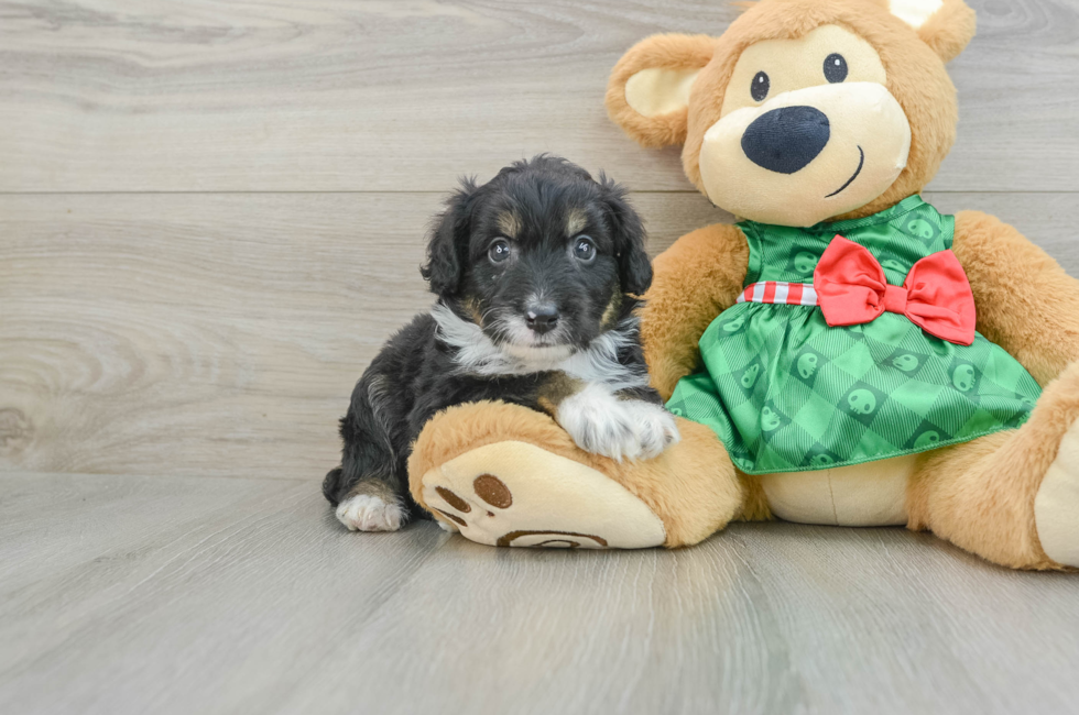 6 week old Mini Aussiedoodle Puppy For Sale - Simply Southern Pups