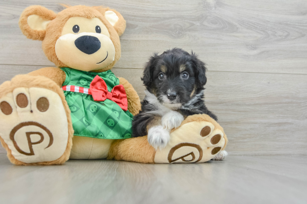 Mini Aussiedoodle Puppy for Adoption