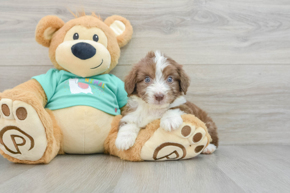 Fluffy Mini Aussiedoodle Poodle Mix Pup