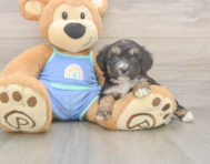 6 week old Mini Aussiedoodle Puppy For Sale - Simply Southern Pups