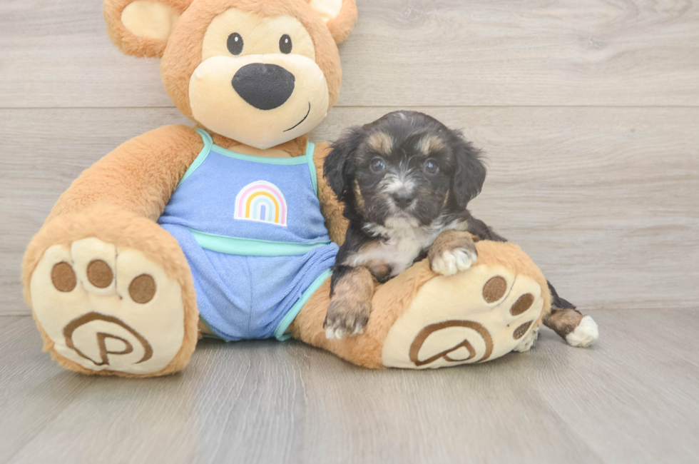 5 week old Mini Aussiedoodle Puppy For Sale - Simply Southern Pups