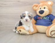8 week old Mini Aussiedoodle Puppy For Sale - Simply Southern Pups