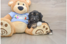 Little Aussiepoo Poodle Mix Puppy