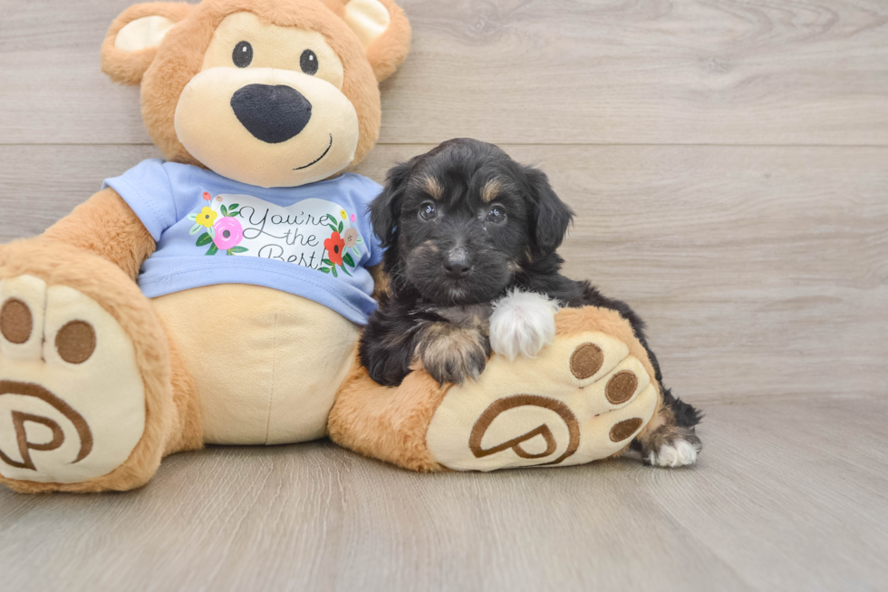 Little Aussiepoo Poodle Mix Puppy